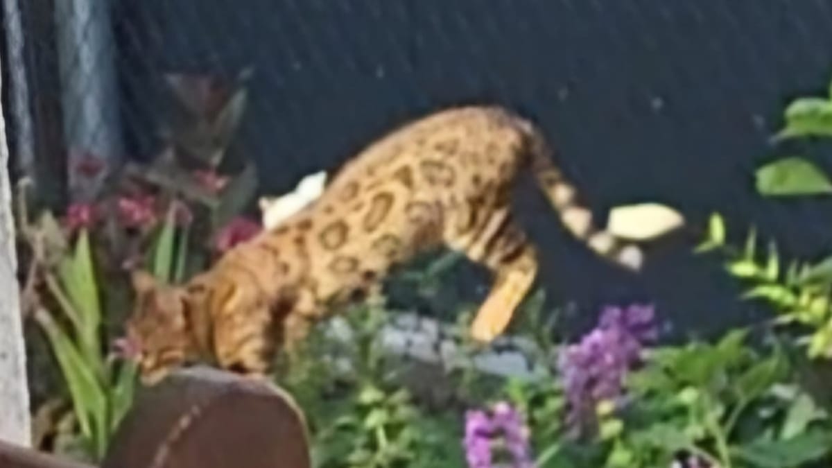 Una donna filma un gatto nel suo giardino e non si rende conto del suo grosso errore