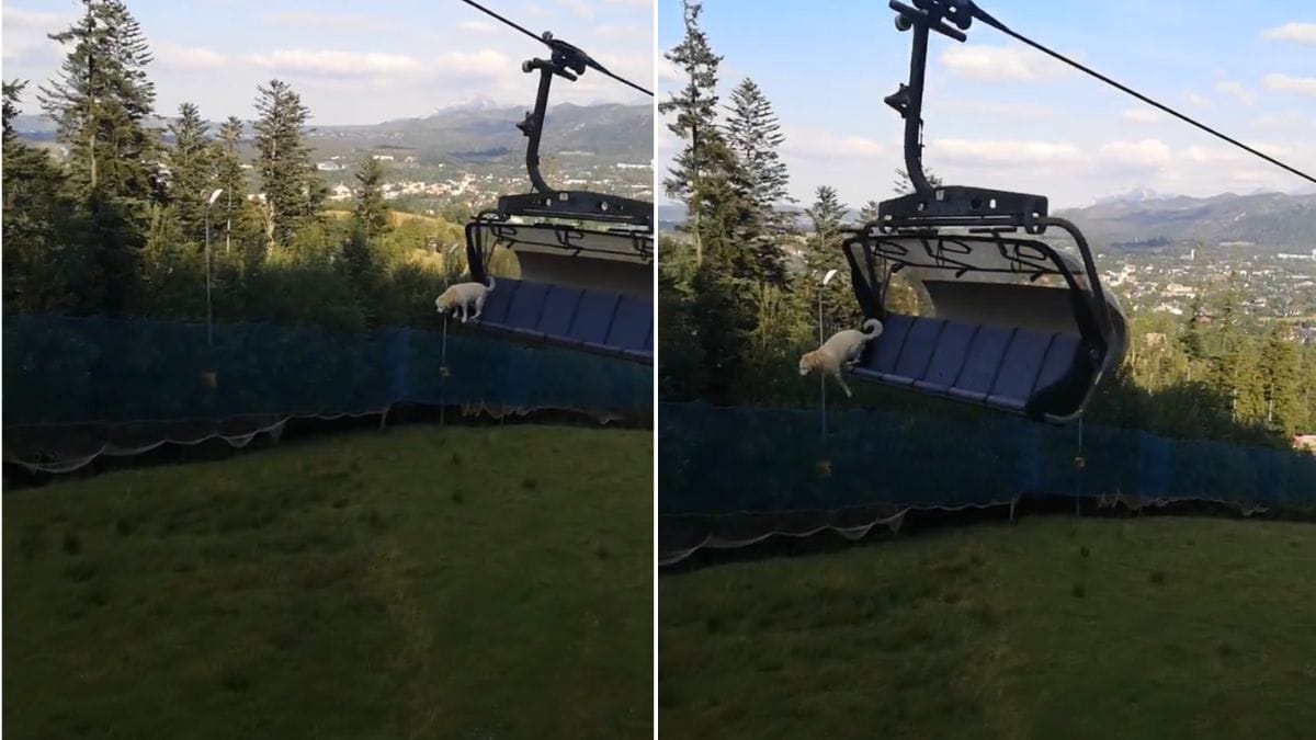 Video. Da solo sulla seggiovia, un cane terrorizzato si butta a 8 metri di altezza