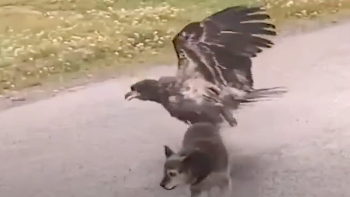 Video. Un'Aquila attacca improvvisamente un cane, ma non ha fatto i conti con il suo angelo custode