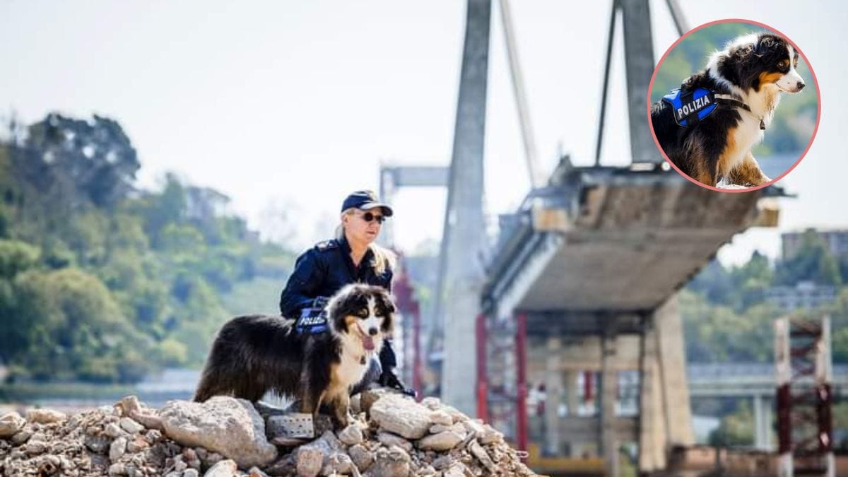 Addio a Night Spirit, il cane eroe del Ponte Morandi che ha salvato sei vite