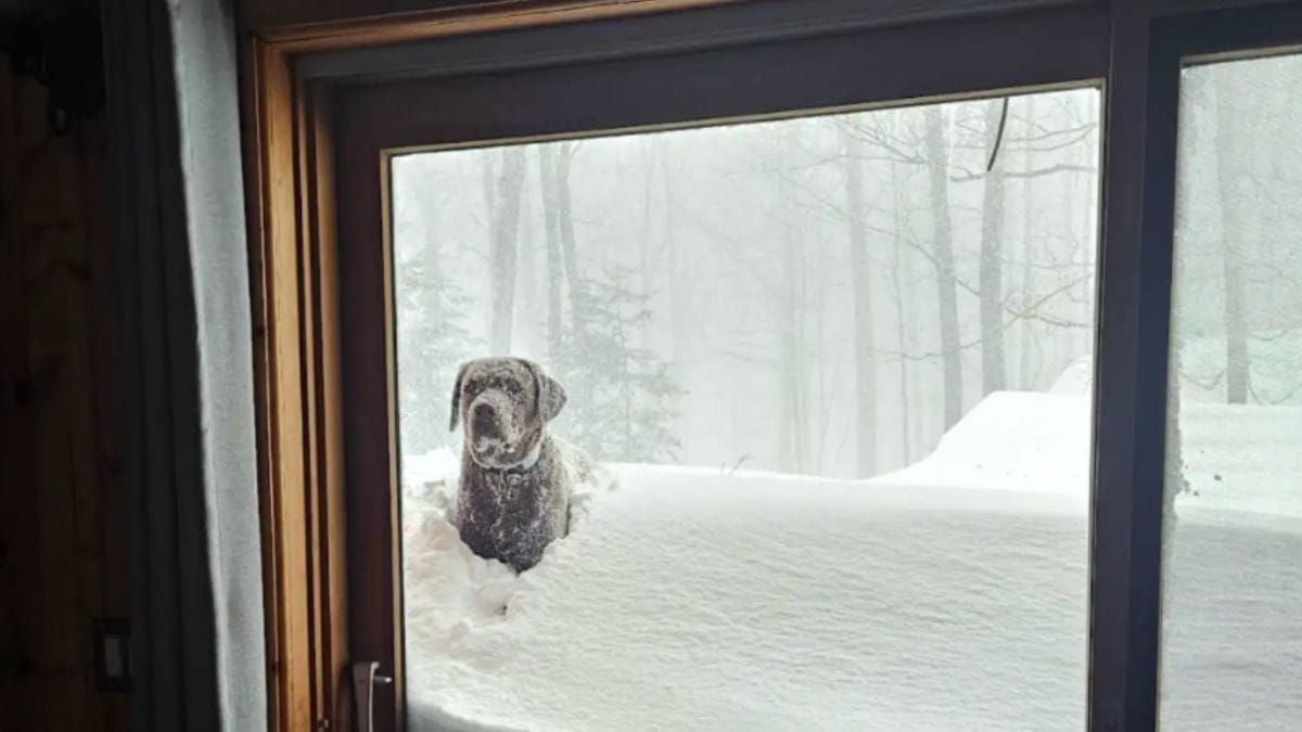 Attraversa il giardino sotto una tempesta di neve: il motivo del suo viaggio commuove il web