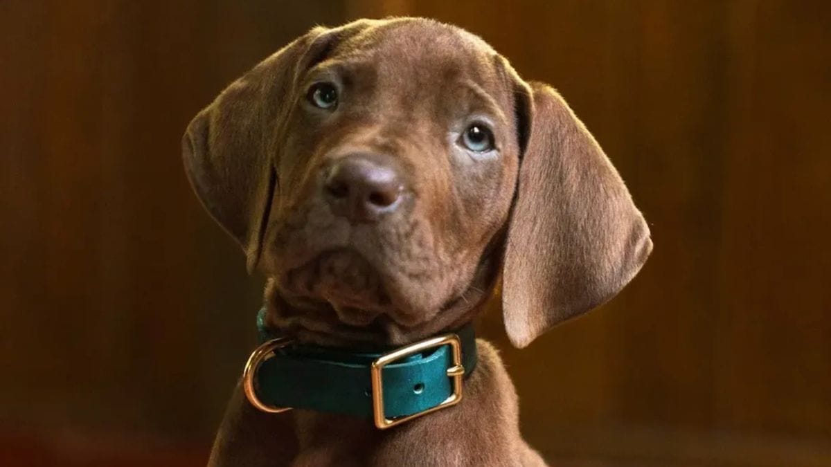 Netflix svela le prime immagini della sua serie live-action con «Scooby-Doo» interpretato da un vero cane