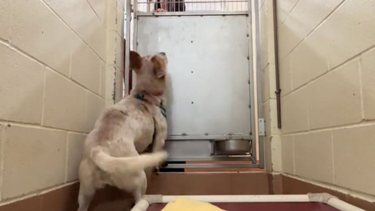 Dietro le sbarre: il video straziante della triste reazione di un cane alla solitudine