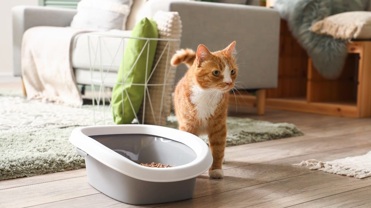 Ecco il peggiore posto della casa per la lettiera del tuo gatto