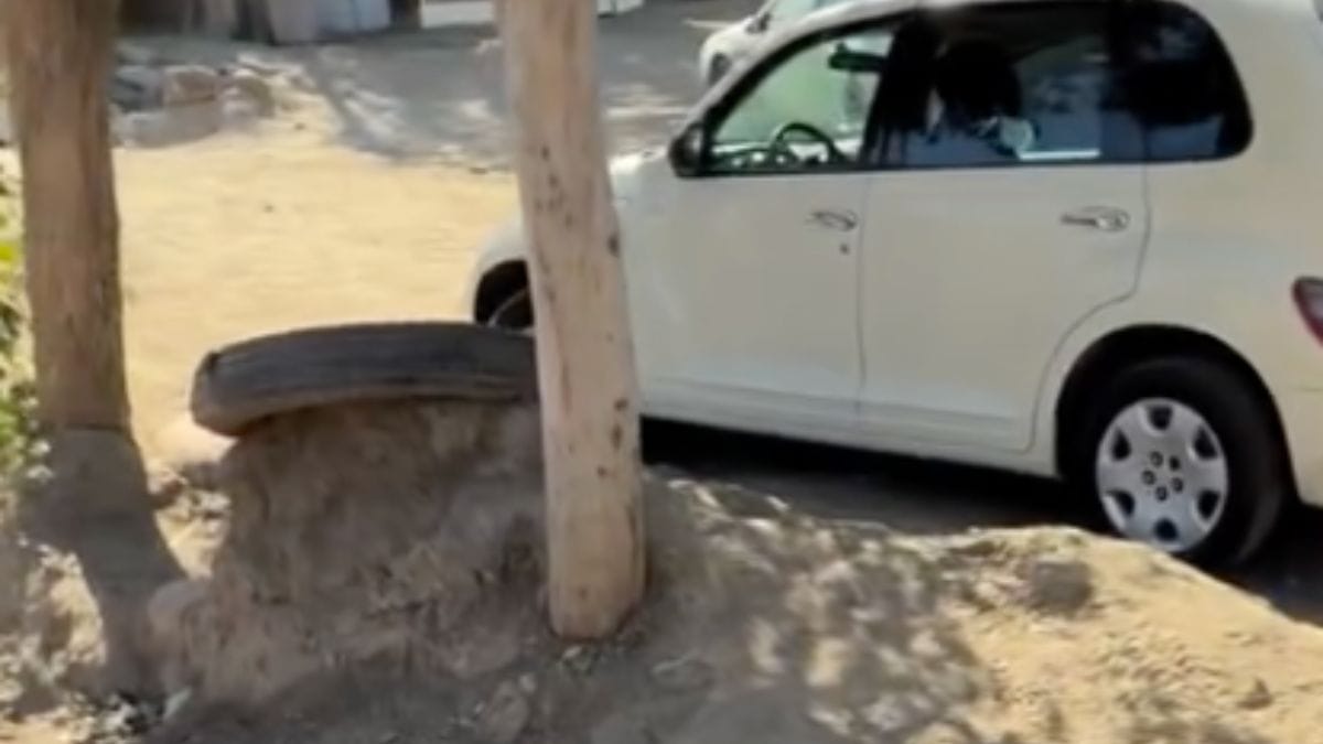 Cuccioli abbandonati sul ciglio della strada: una promessa nella polvere cambia il loro destino