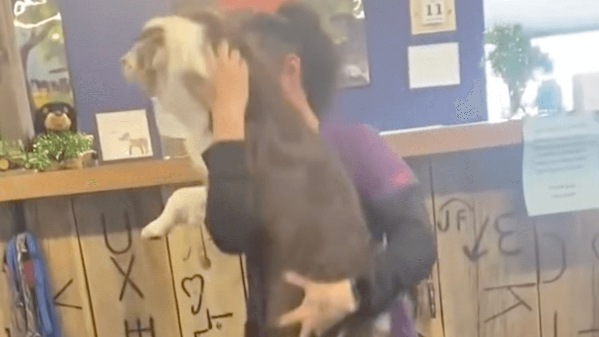 Video. Scomparsa da 21 giorni riconosce la sua umana: la reazione è da brivido