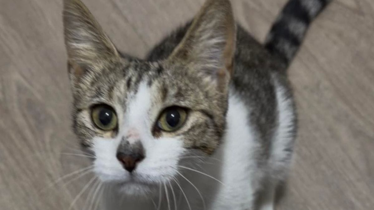 22 gatti abbandonati in zona industriale: i soccorritori scoprono una sorpresa inaspettata