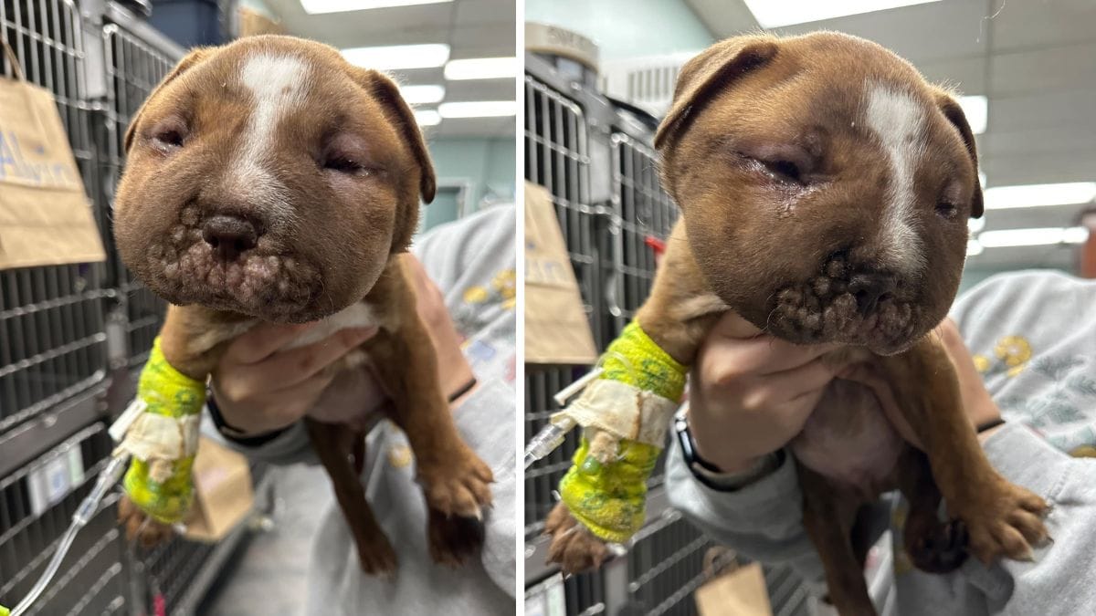 Puppy with a shocking illness found abandoned in a box on an icy