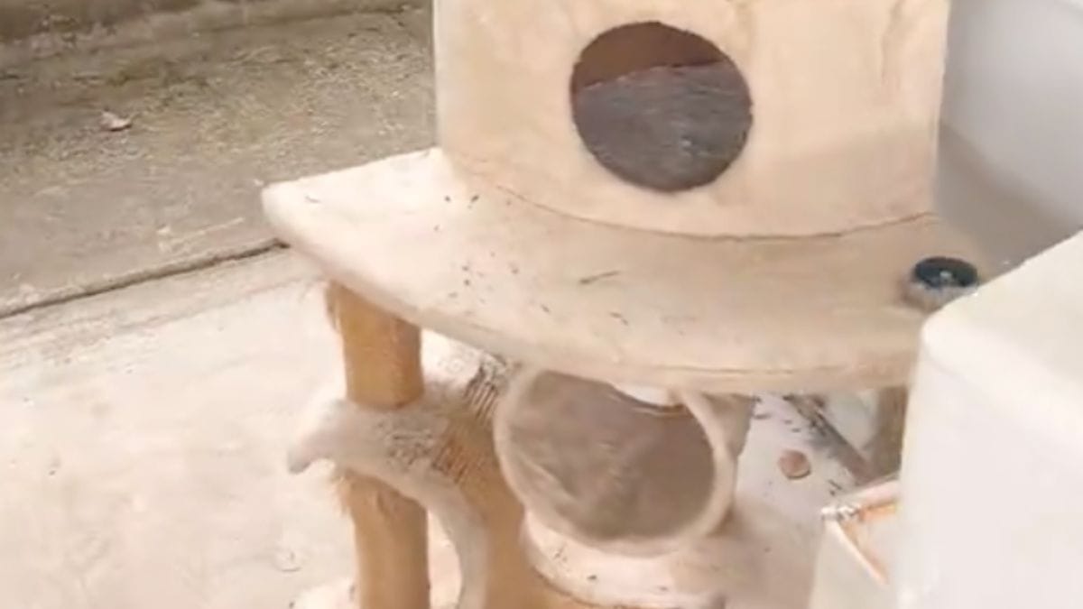 Dopo la morte del suo gatto, deposita l'albero fuori casa: il giorno dopo, l'attende una sorpresa