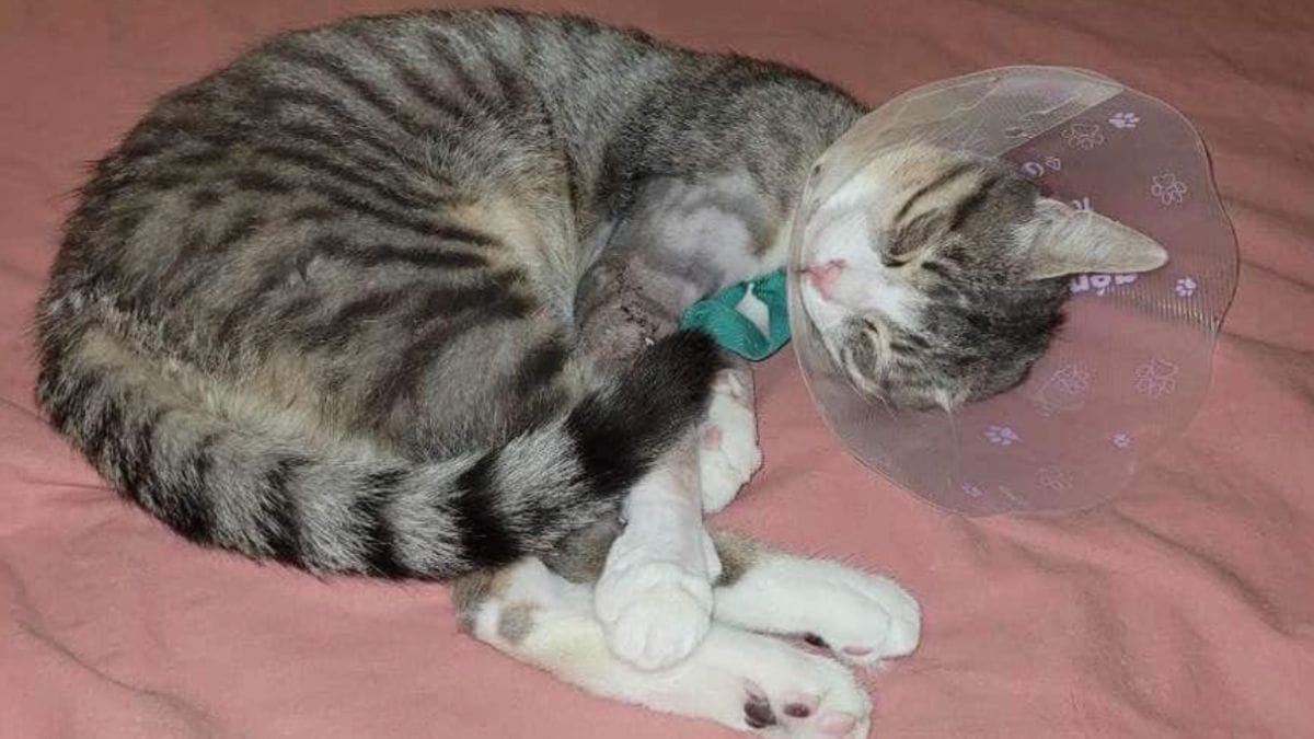 Gatto trovato con le zampe spezzate in un cassonetto: migliaia di euro donati per salvargli la vita