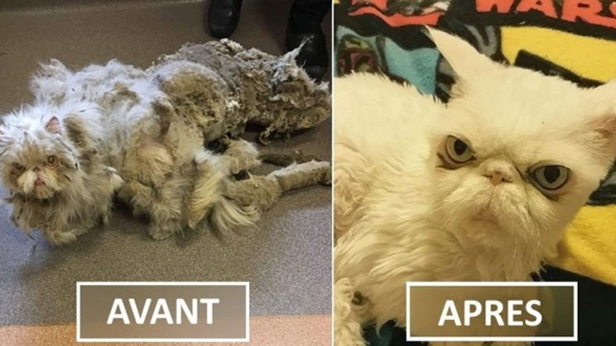 Avant Apres L Impressionnante Metamorphose D Un Chat De 9 Ans Victime De Mauvais Traitements Avant Apres L Impressionnante Metamorphose D Un Chat De 9 Ans Victime De Mauvais Traitements