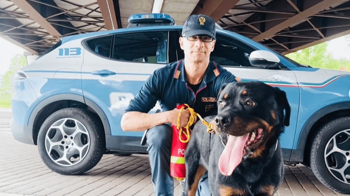 Axel, il cane abbandonato sotto la tangenziale di Padova, salvato dagli agenti: ora cerca una nuova casa