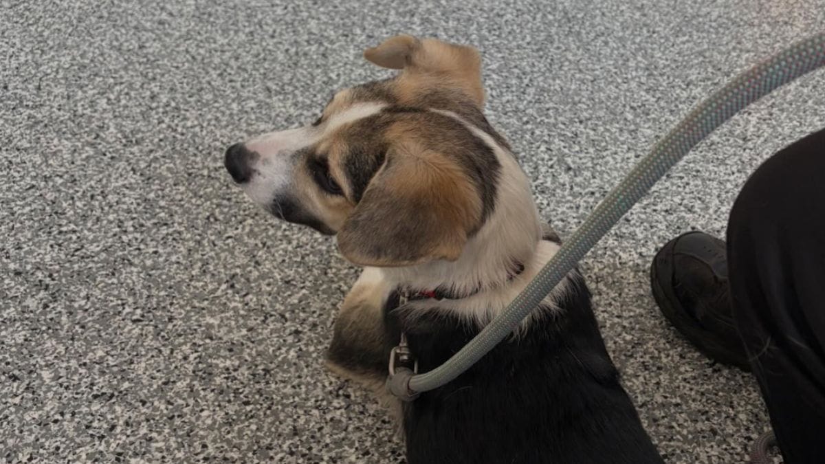 Salva un cane randagio dal freddo: 3 mesi dopo una telefonata le fa pentire