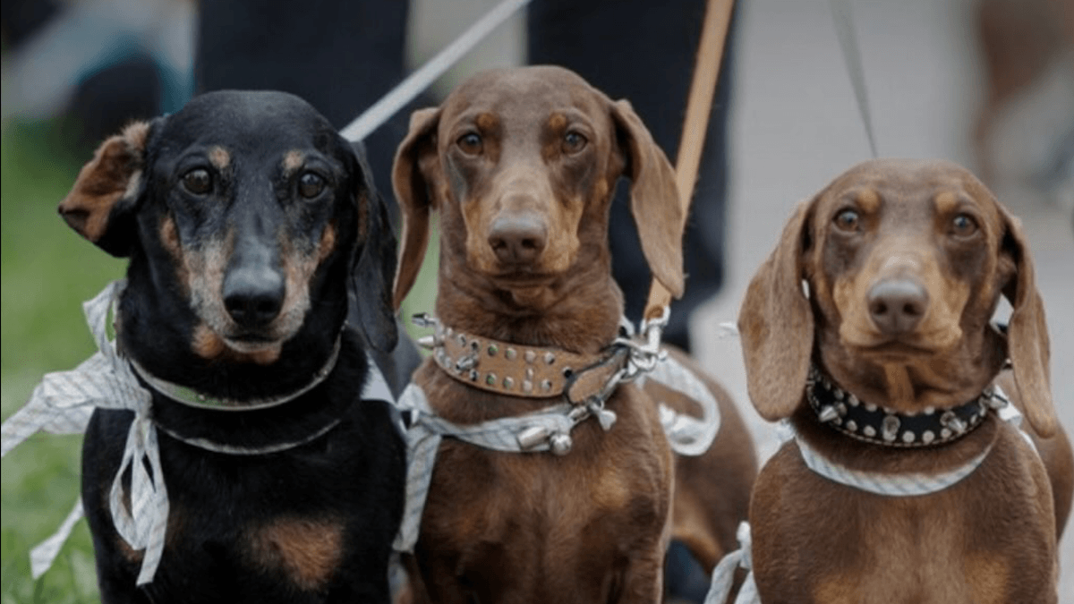 Milano invasa dai Bassotti: centinaia di “cani salsiccia” conquistano il centro città