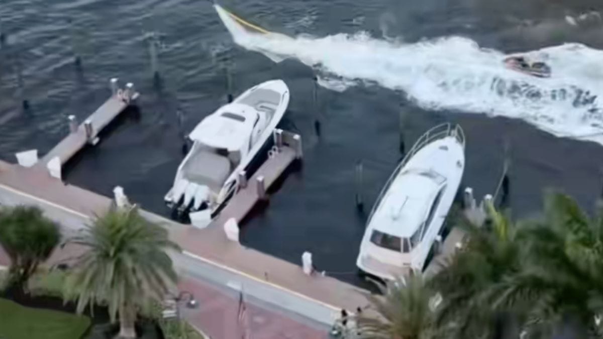 Gita in mare con il cane: gli utenti non credono che sia lui a guidare la barca, eppure...