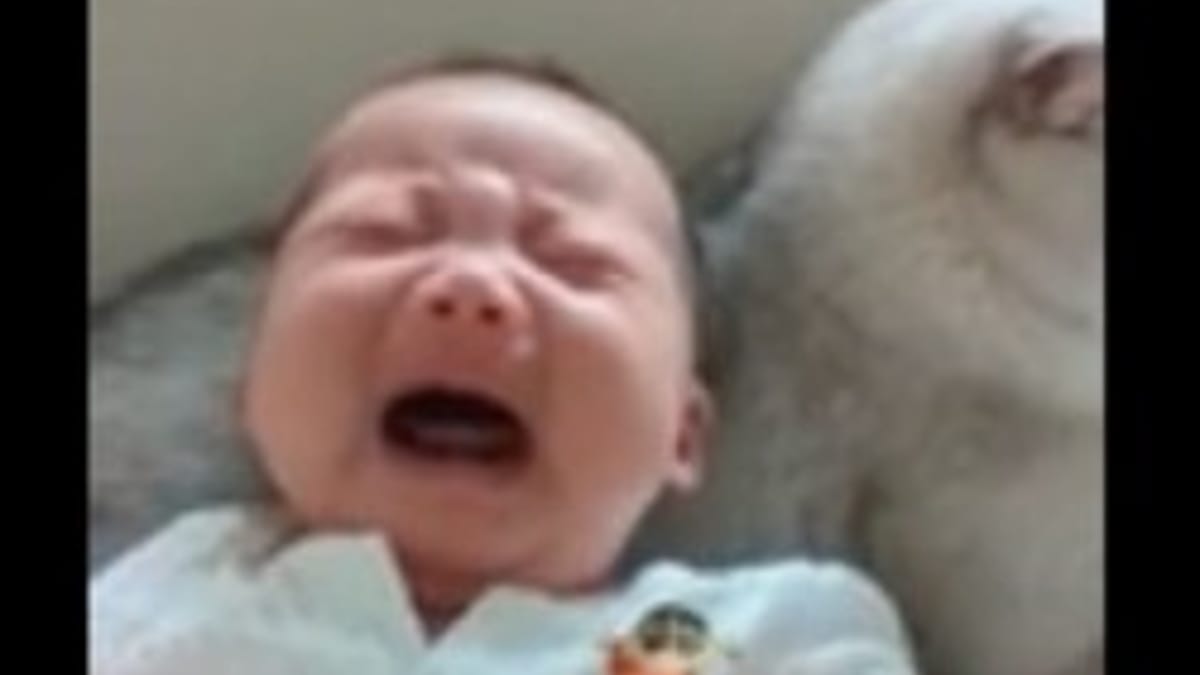Le Bebe Hurle Pour Ne Pas Dormir Le Chat Approche Et Surprend Tout Le Monde Video