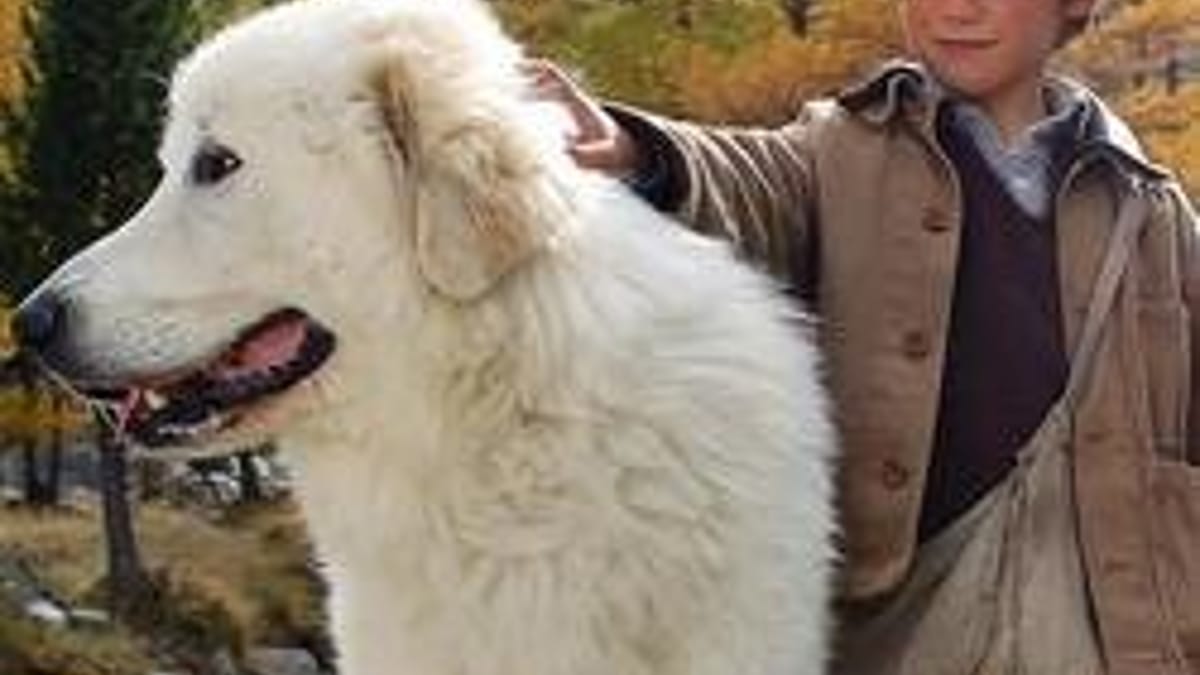 Faites connaissance avec Garfield, le chien star de Belle et Sébastien