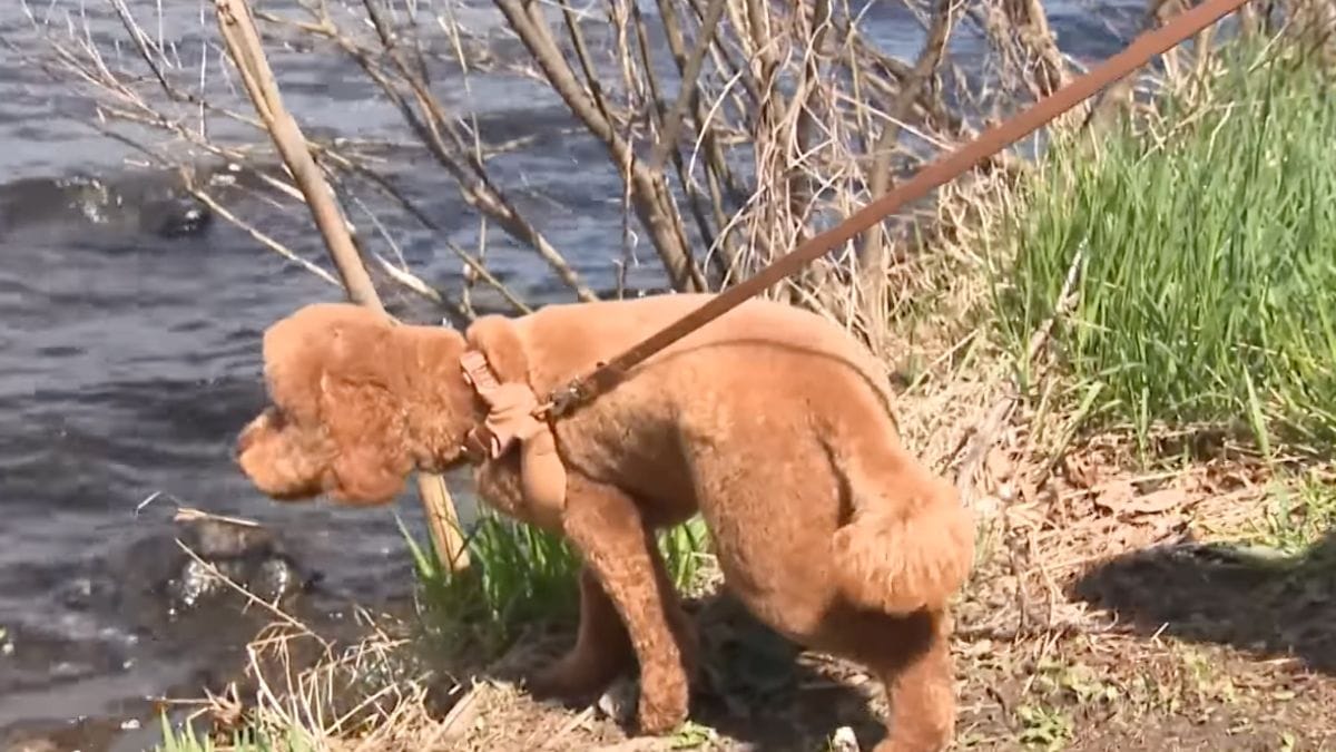Il cane si lancia nel fiume per inseguire dei cigni: il proprietario si tuffa per salvarlo e sfiora la tragedia