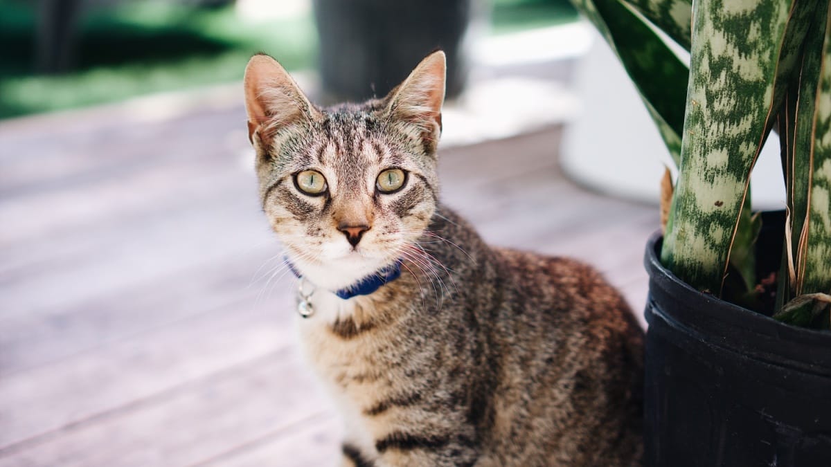Ist Bogenhanf giftig fr Katzen?