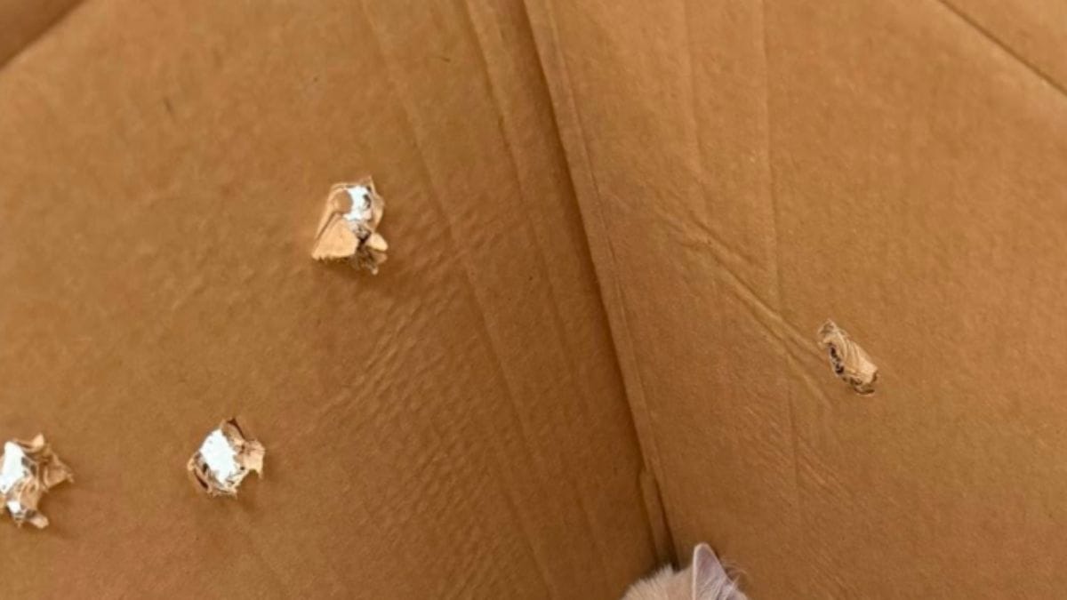 Porta a spasso un cane del rifugio e vede un'auto fermarsi: quello che viene lanciato dal veicolo lo lascia senza parole