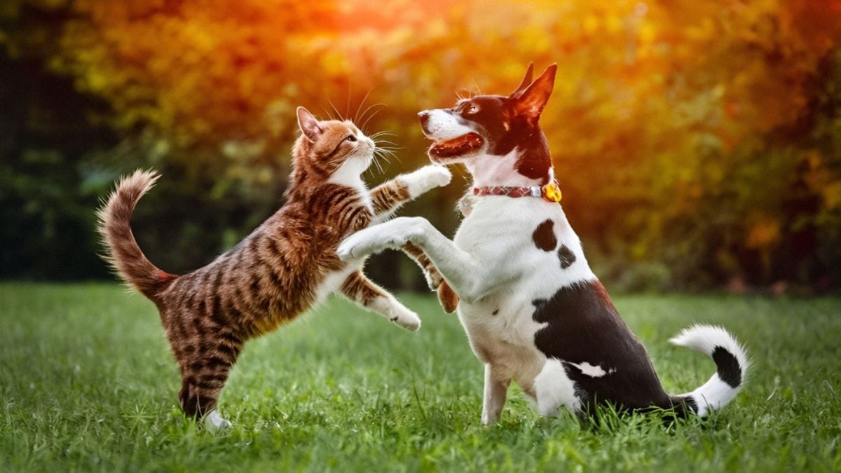 Come richiedere il bonus animali domestici 2025? Tutto quello che c’è da sapere su requisiti e scadenze