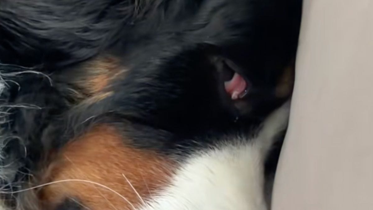 "È in lutto": l'espressione di questo grosso cane all'arrivo di un bebè diverte il web