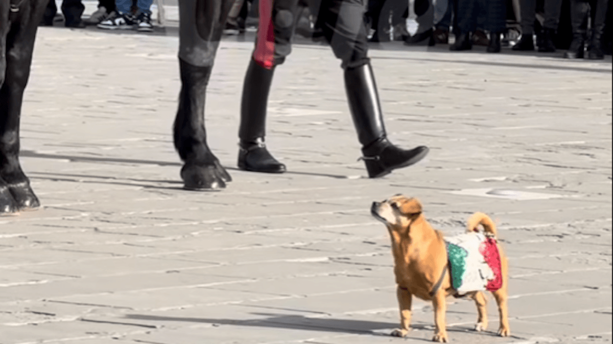 L’ultima sfilata di Briciola: la mascotte dei Carabinieri lascia il servizio dopo 13 anni