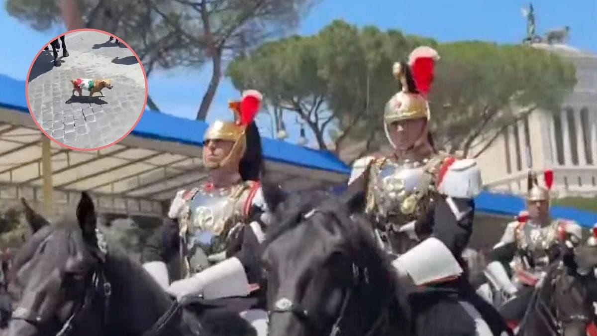 Video. Briciola, la mascotte dei Carabinieri, incanta alla parata della Festa della Repubblica