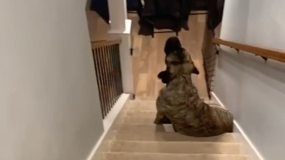 Video. Scopre cosa fa il suo cane quando è da solo. Il quattro zampe fa ridere milioni di persone