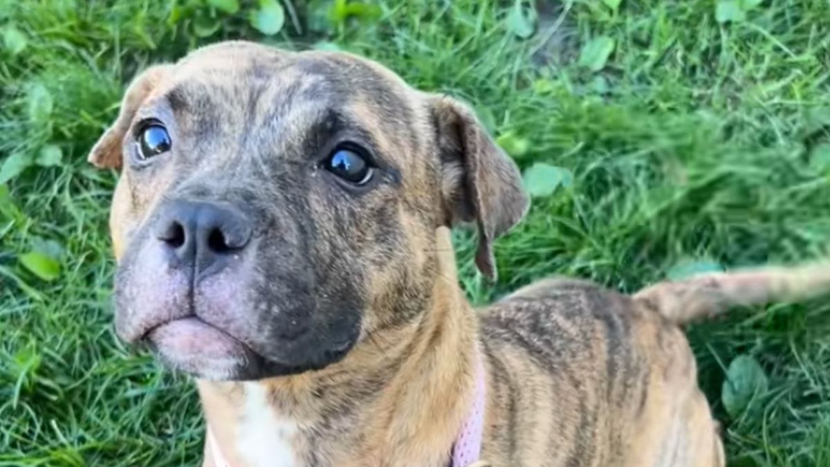 Video. Cane legato sul ciglio della strada: i soccorritori scoprono la sua storia su un cartone