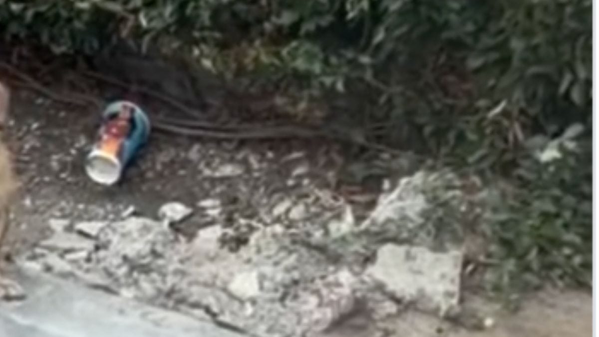 Si ferma al parcheggio del supermercato: ciò che si muove tra i cespugli le fa prendere un bello spavento
