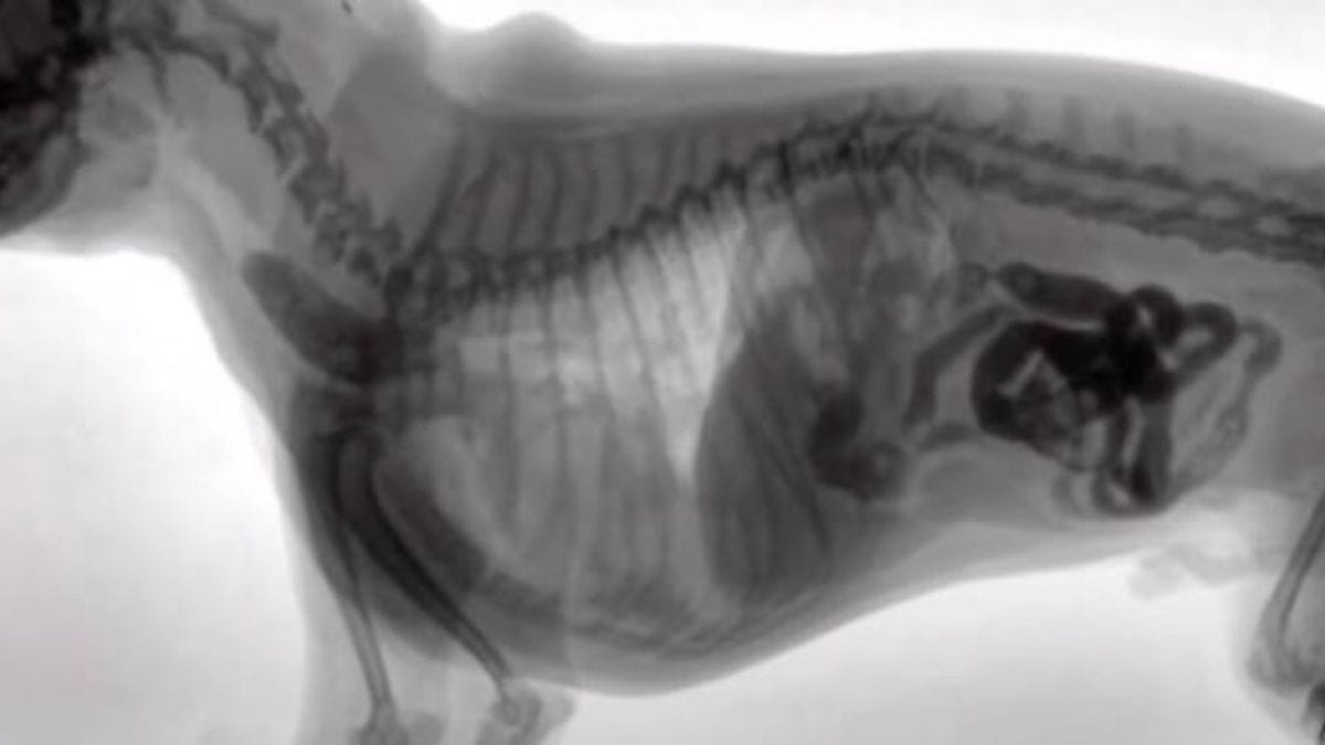 Il veterinario vede cosa ha ingoiato il suo cane: il proprietario muore di vergogna