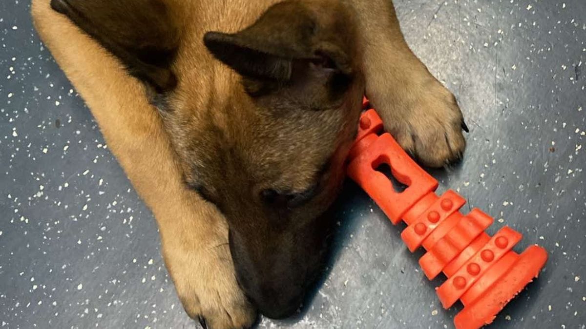 Restituisce un cucciolo al rifugio dopo 14 giorni dall'adozione: la sua spiegazione fa infuriare tutti