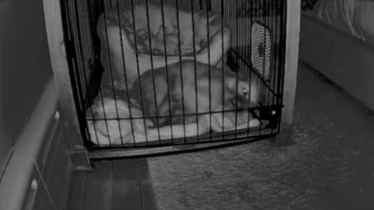 Dimentica di chiudere la gabbia del suo cucciolo durante la notte: la telecamera rivela la reazione del cane