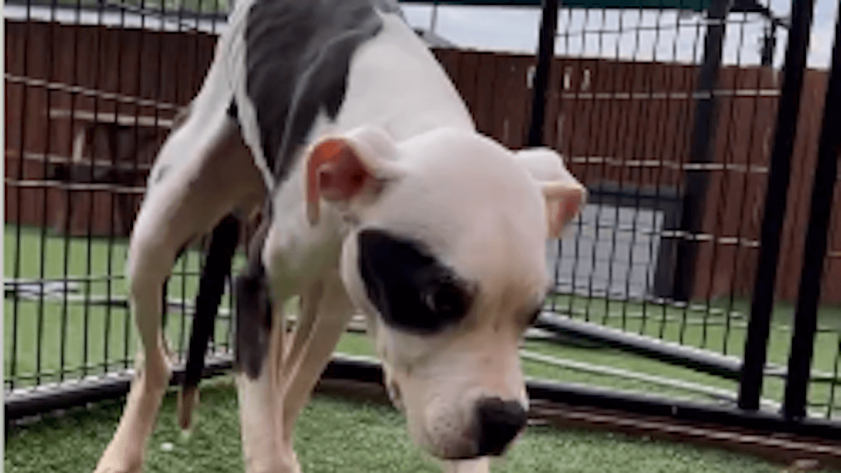 Video. She-Ra, abbandonata alla fermata del bus, oggi è rinata