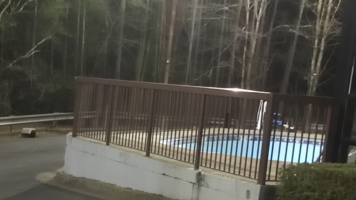 Abbandonano una famiglia di gatti in un motel: il salvataggio sfiora la tragedia