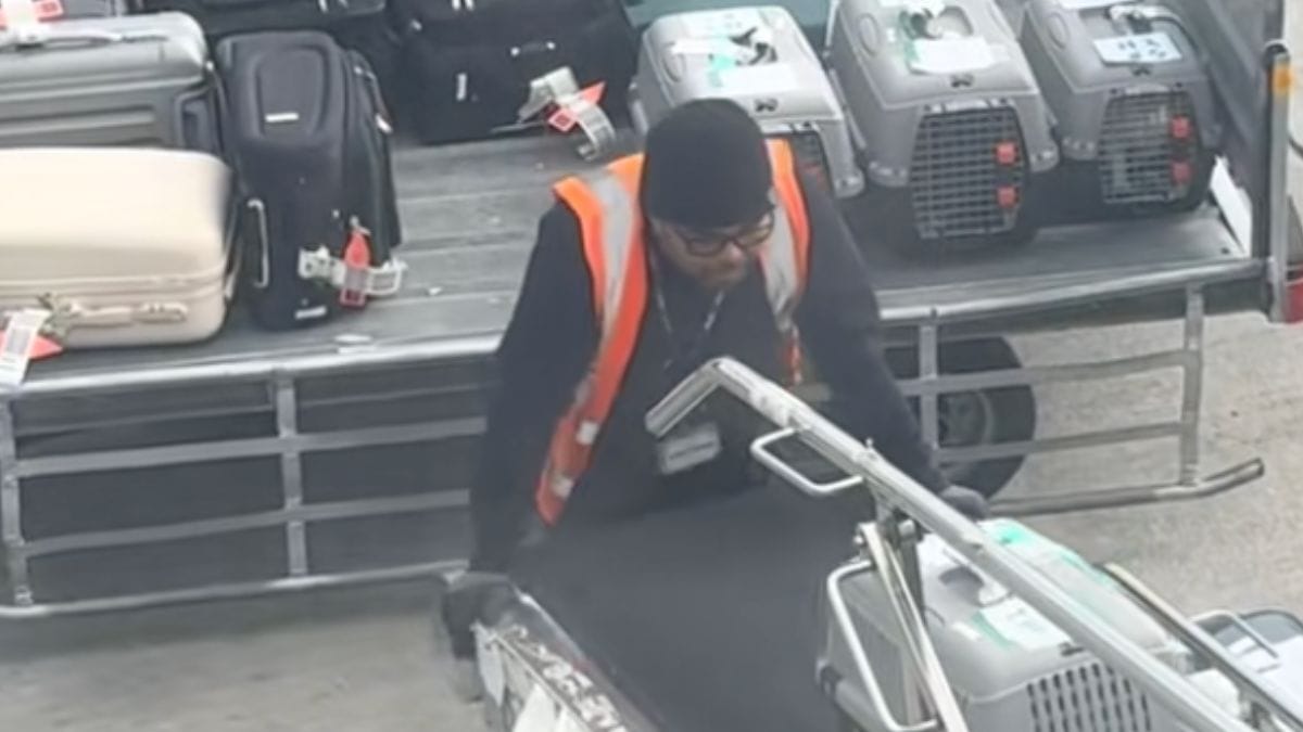 Costretta a far viaggiare i gatti in stiva, si commuove vedendo come li tratta il personale