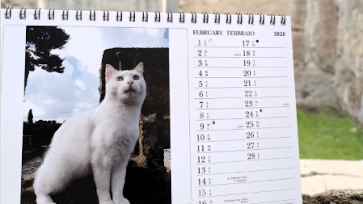 I gatti degli Scavi di Ercolano diventano star: protagonisti del calendario 2026
