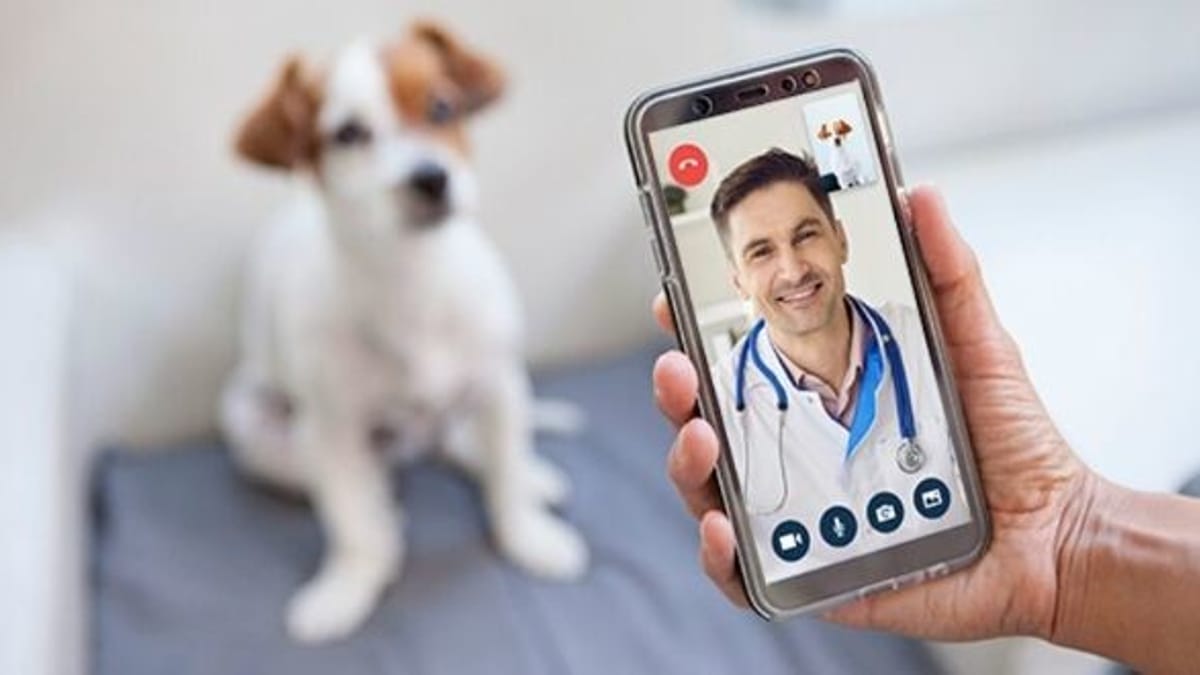soignez-votre-chien-ou-chat-depuis-chez-vous-gr-ce-au-t-l-conseil