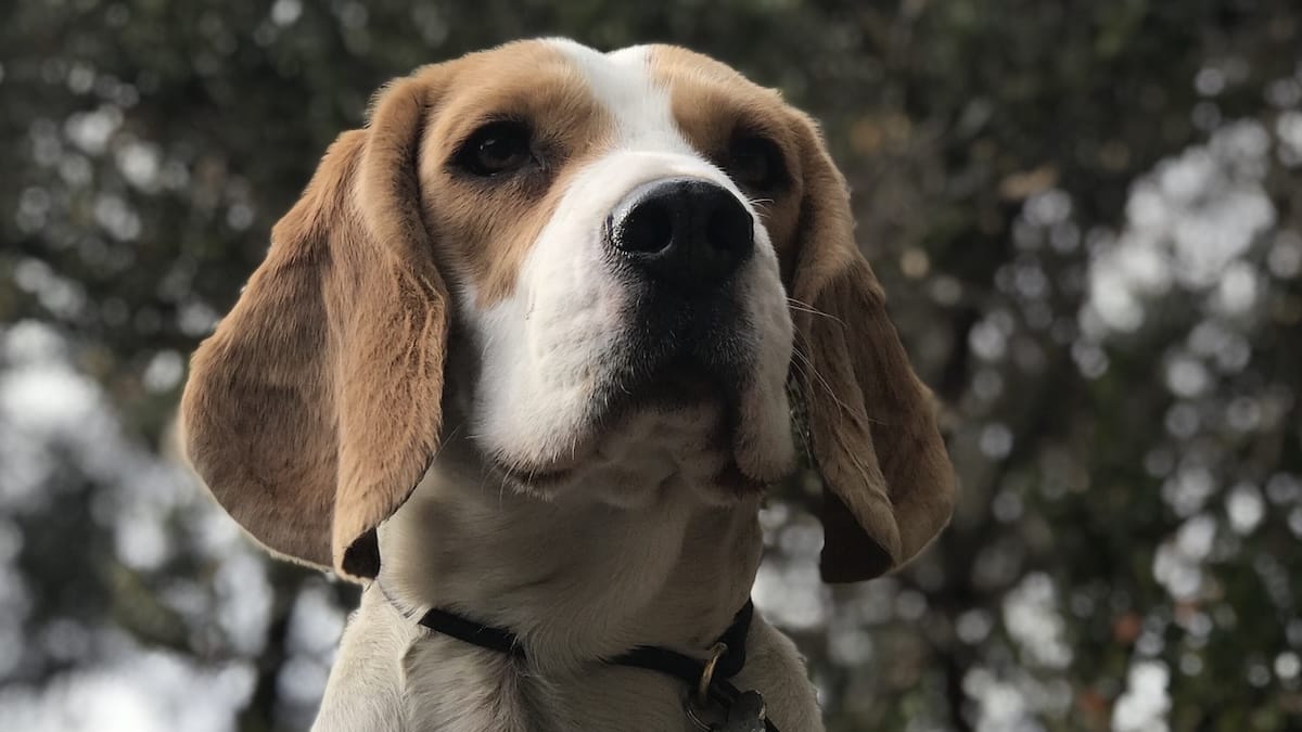 Giornata internazionale dei cani: un rapporto svela quanto spendiamo per i nostri cani!