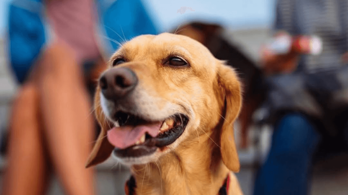 A San Valentino l’amore passa dai canili: a Napoli l’incontro con i cagnolini in cerca di casa