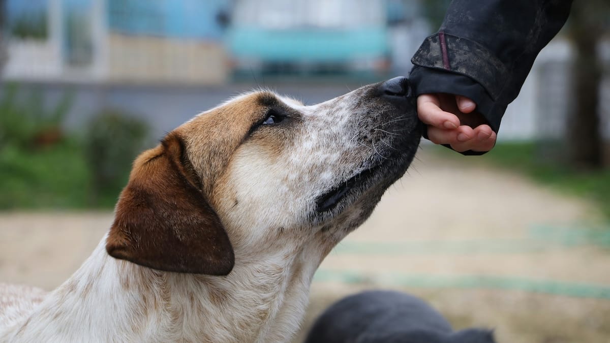 In carcere imparano a gestire rabbia e aggressività grazie ai cani: i primi risultati sorprendono
