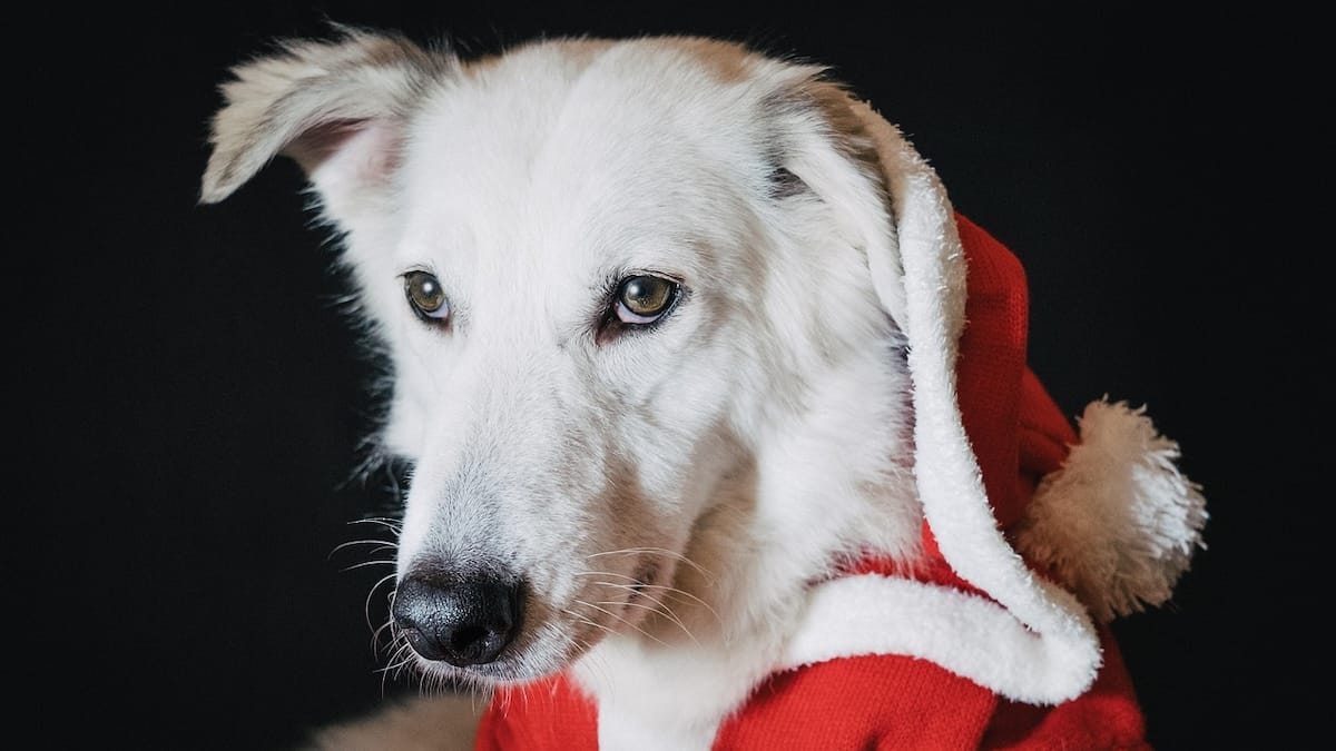 Napoli lancia “Un trovatello sotto l’albero”: quattro incontri per adottare i cani della Collina di Argo