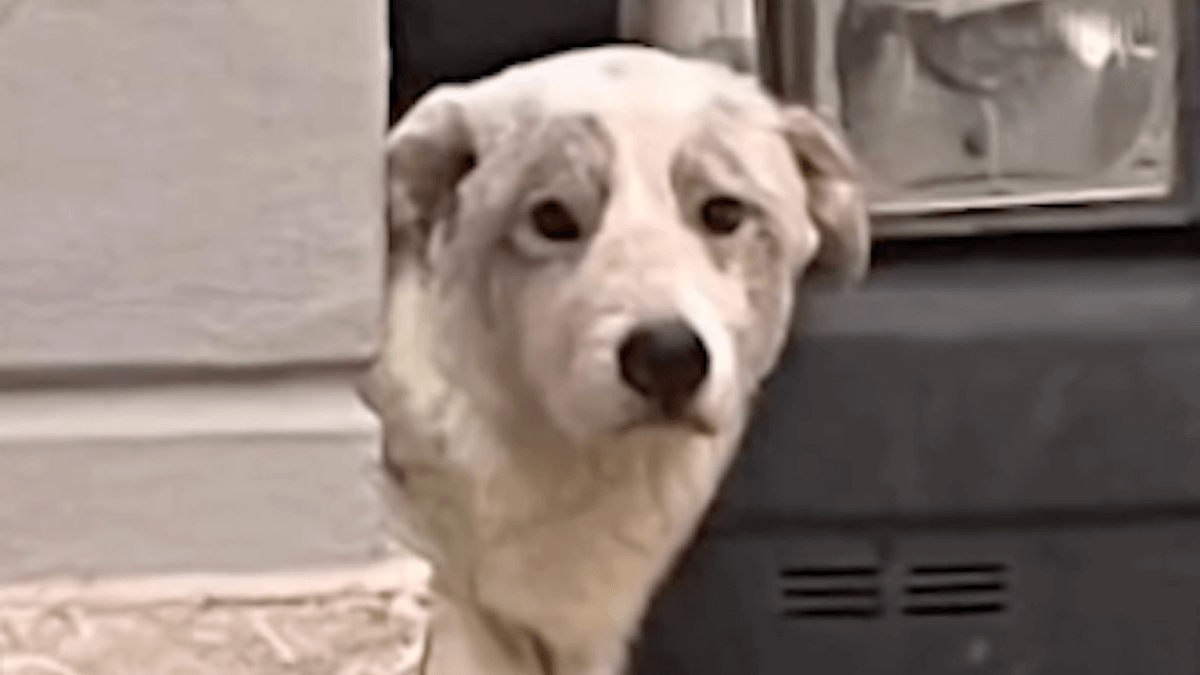 Video. Falsa pensione per cani: abbandonatore seriale smascherato a Caserta
