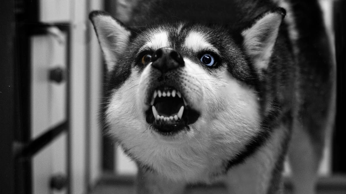 L’aggressività nel cane non nasce all’improvviso: i segnali da riconoscere prima che sia troppo tardi