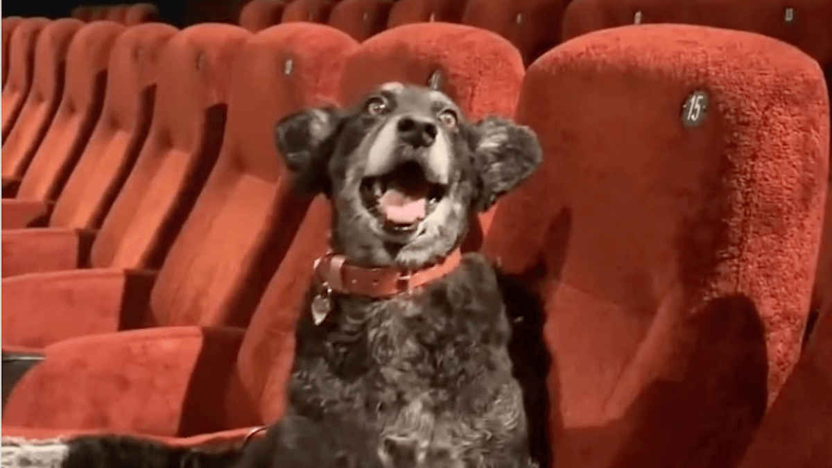 Video. Cinema dog friendly: in Italia sempre più sale accolgono i nostri amici a quattro zampe!