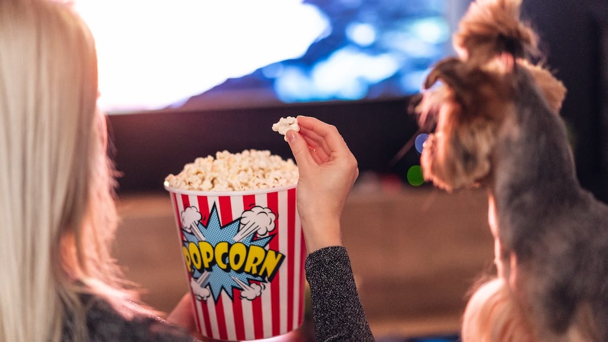 Nasce la TV per cani e gatti: il nuovo canale pensato per tenergli compagnia quando restano soli