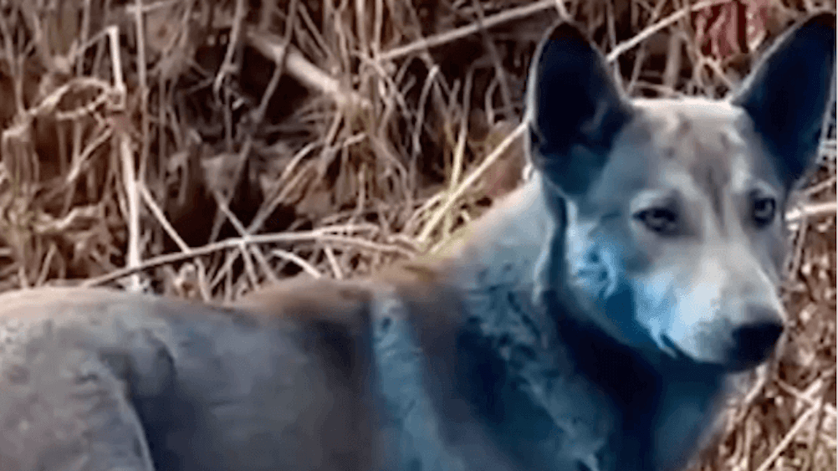 I cani di Chernobyl: la caratteristica misteriosa che sta lasciando gli scienziati senza parole