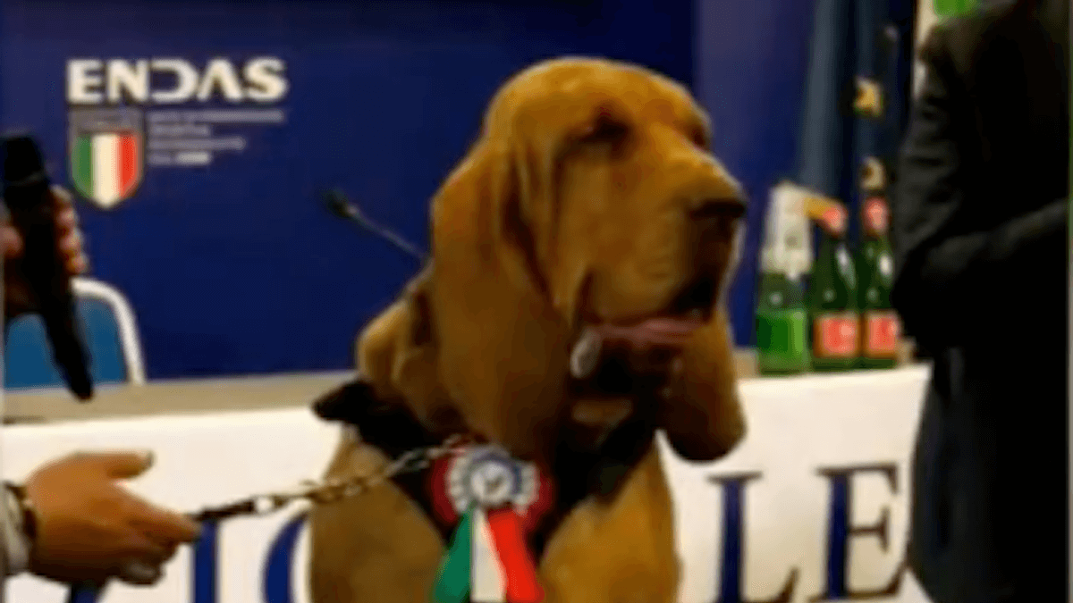 Video. Bruno, il cane eroe premiato da Giorgia Meloni è stato ucciso: l'ipotesi della vendetta