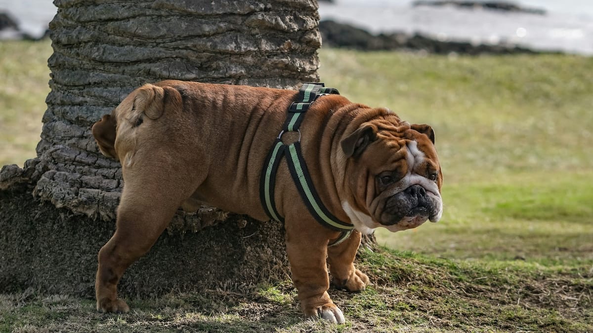 I cani “parlano” con la pipì: uno studio svela cosa comunicano davvero le marcature urinarie